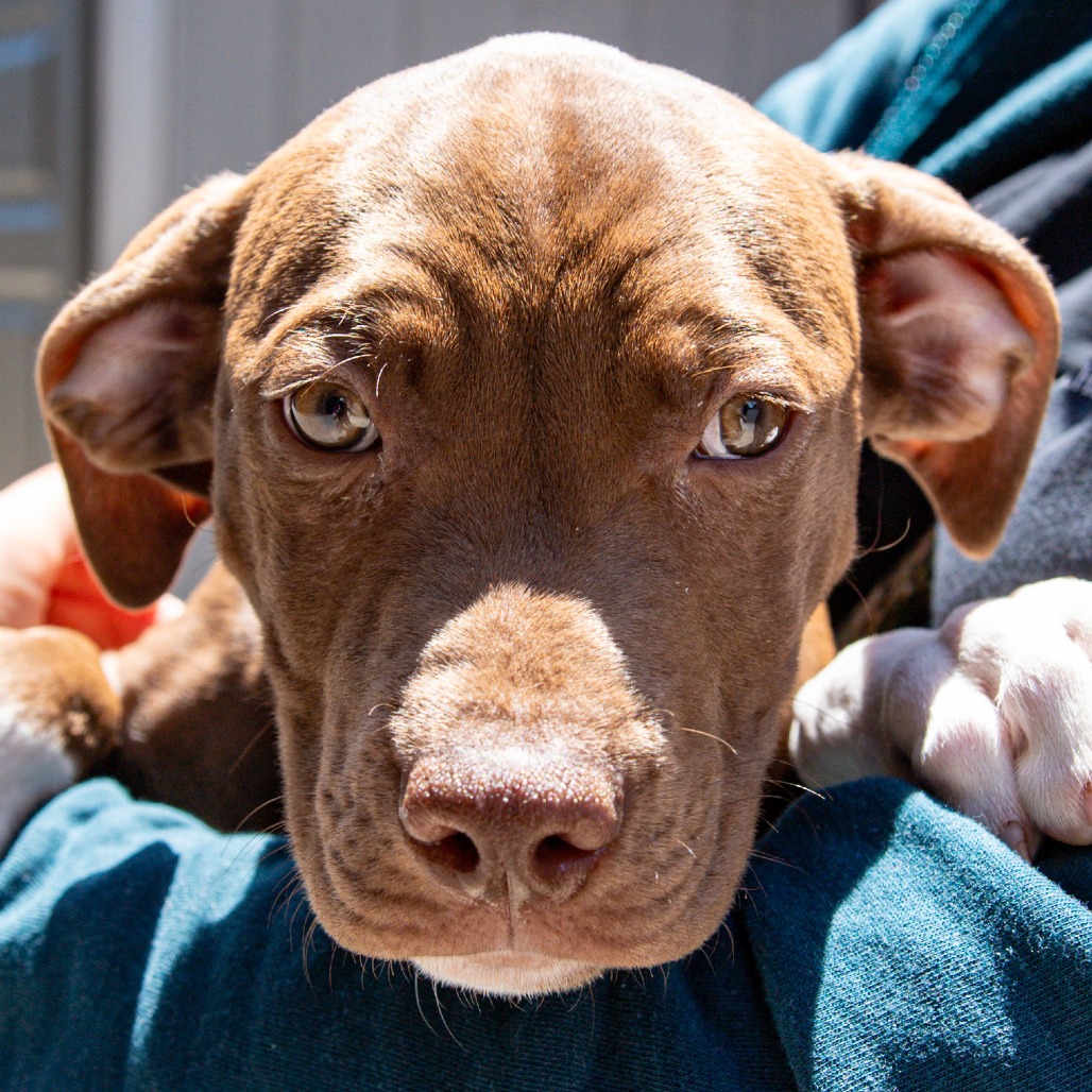 Pit Bull