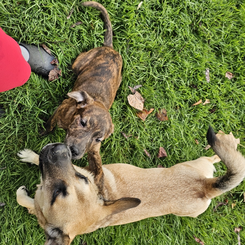 Mem Fish Rescue Catcher is available for adoption at Memphis Animal Services