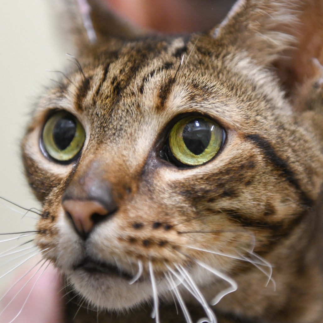 Krispy - Domestic Shorthair