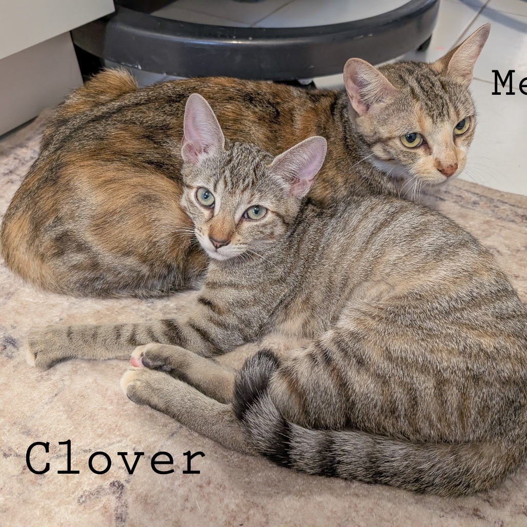 Clover