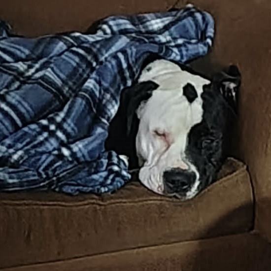 Patch 