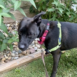 Photo of Chip 12
