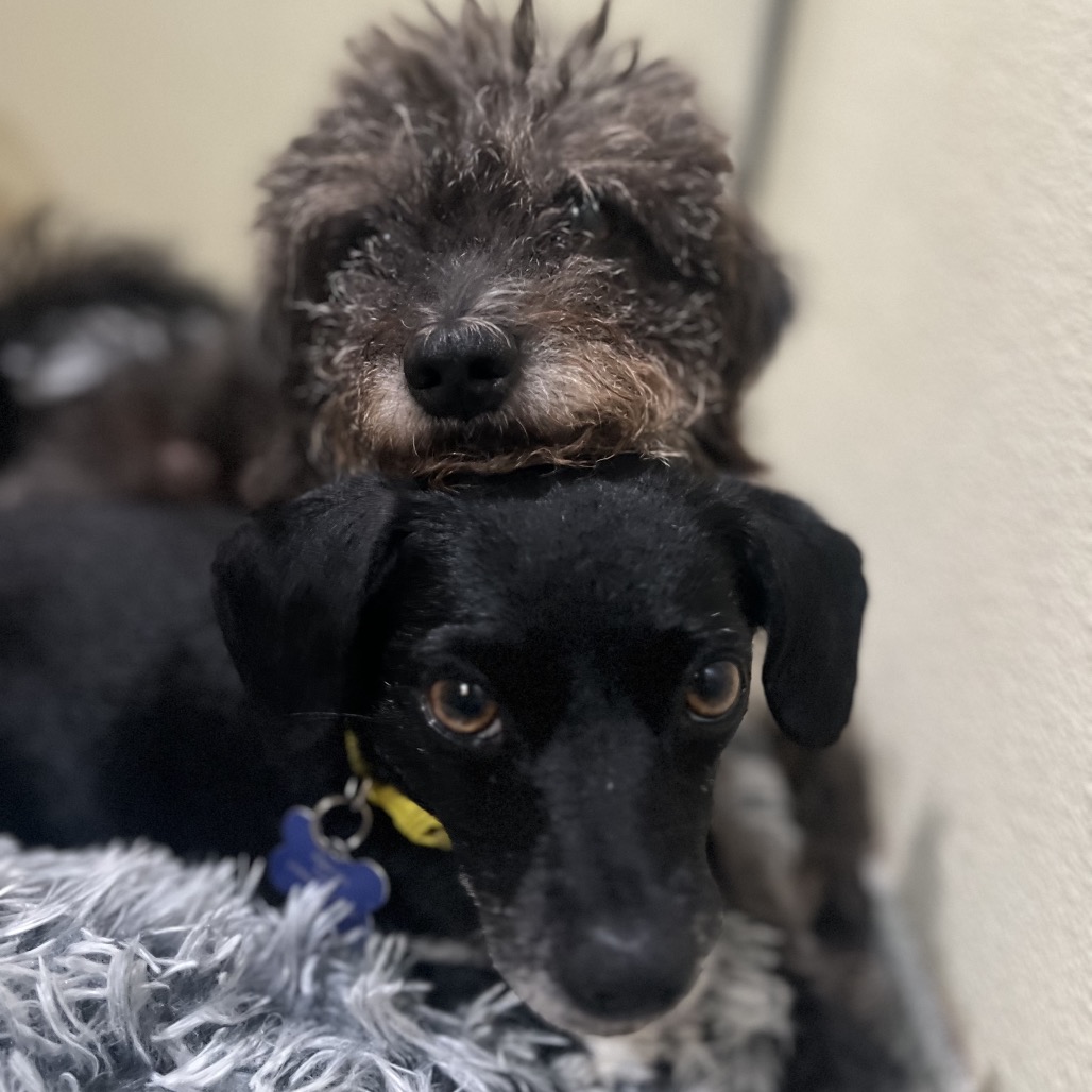 Star (bonded with Twinkle) - Costa Mesa Location, photo 32