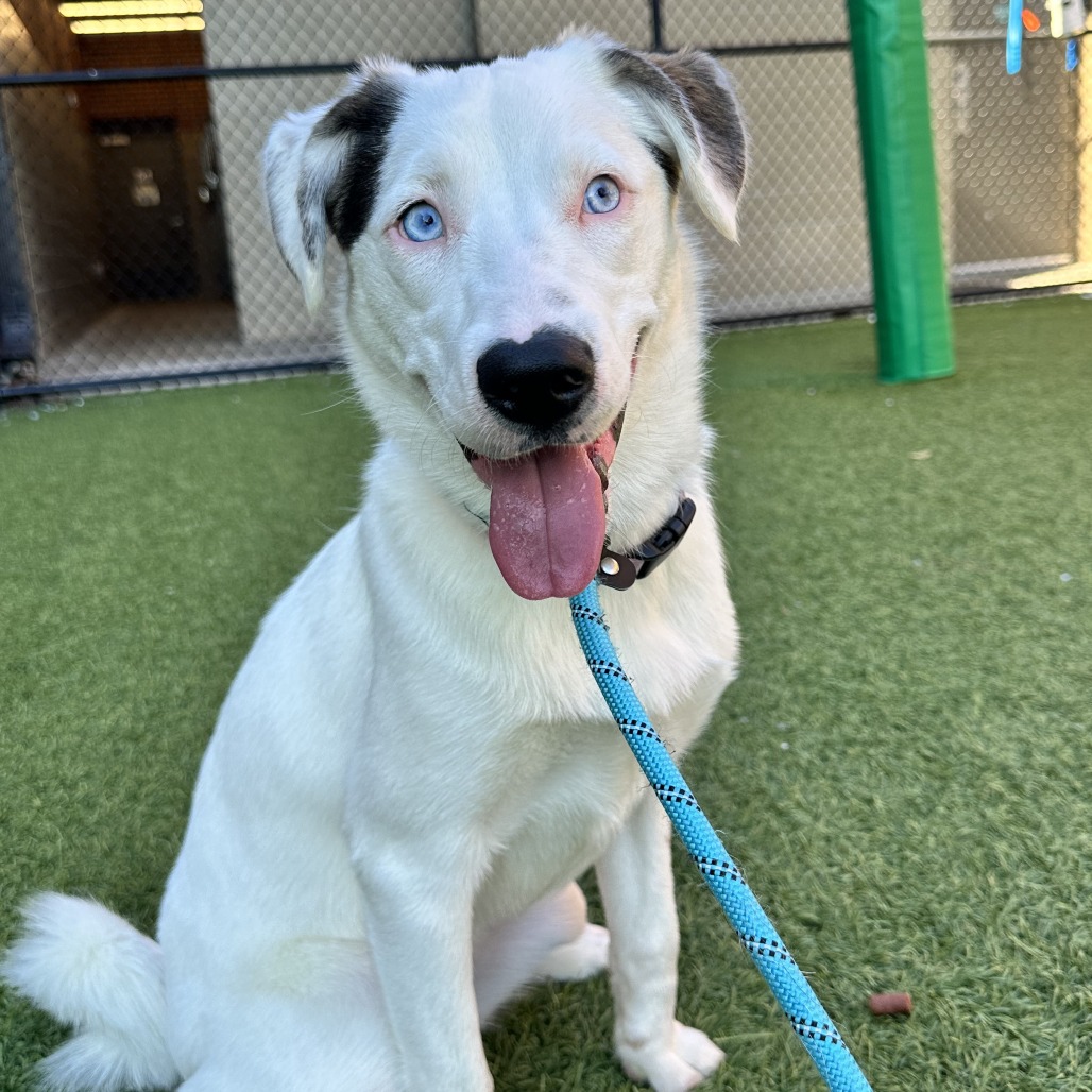 BELLA - Mixed Breed (Medium) available for adoption