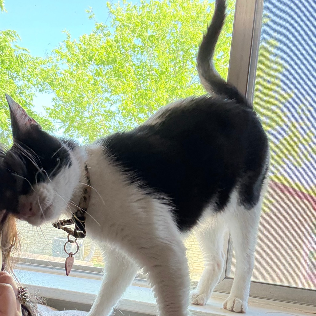 Nugget MVP — thumbnail 9