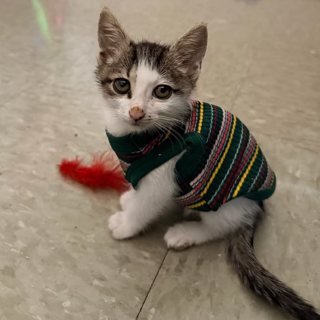 REV - Domestic Shorthair available for adoption