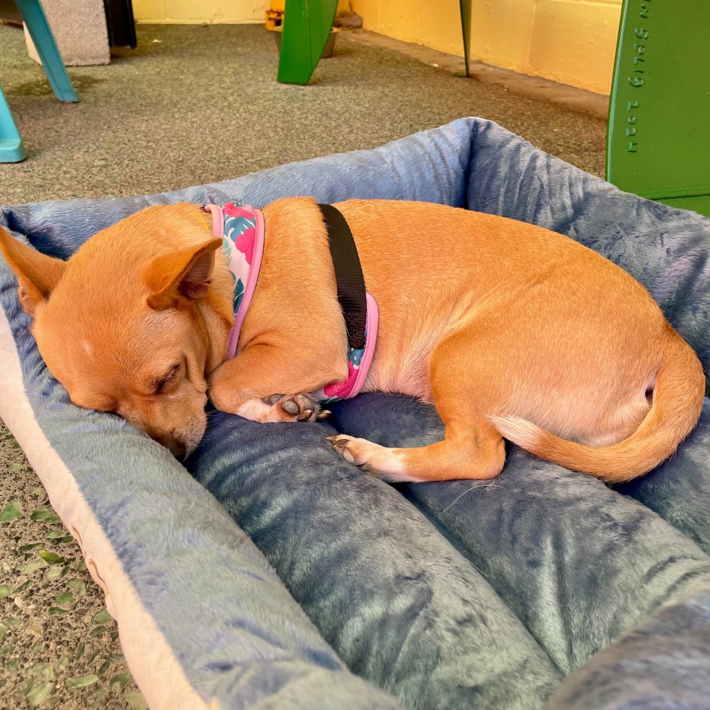 Aspen Annie 13873 — thumbnail 5