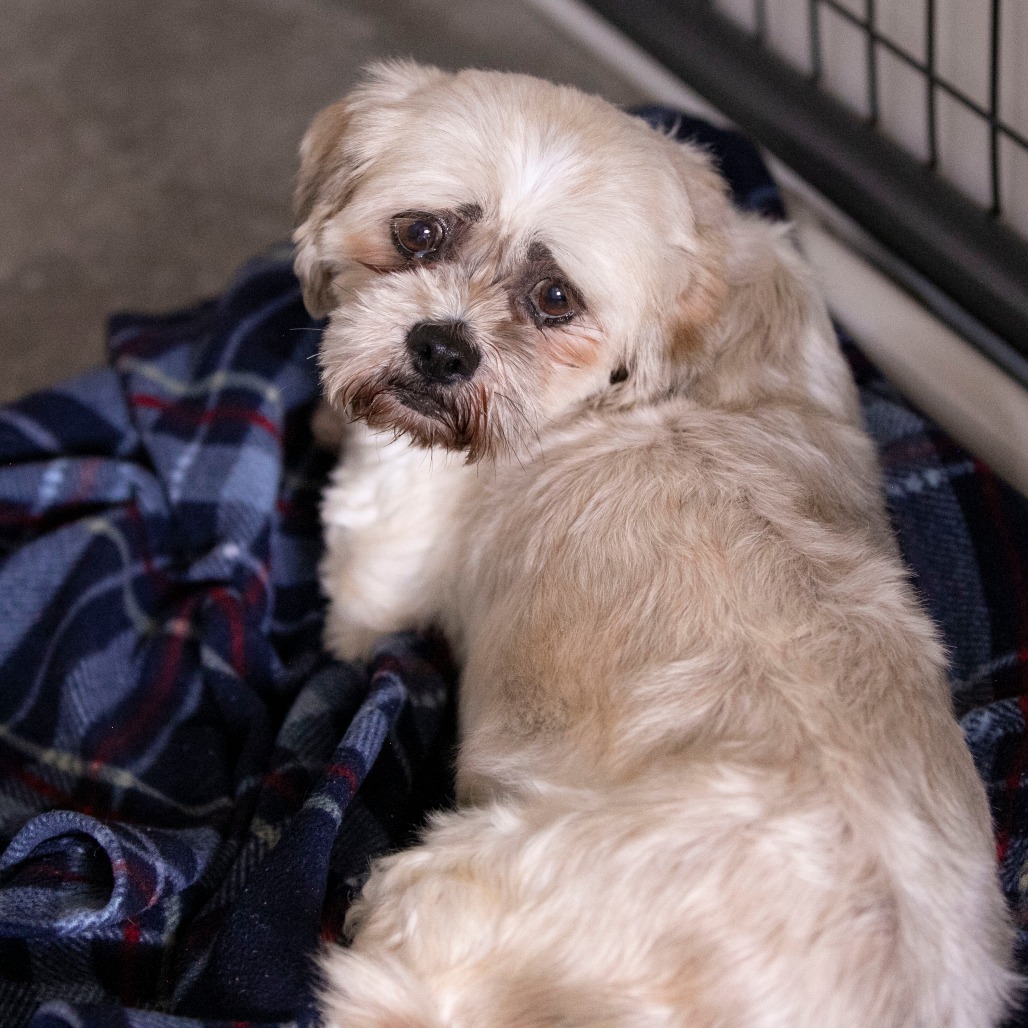 Millie (JY26-77), photo 5