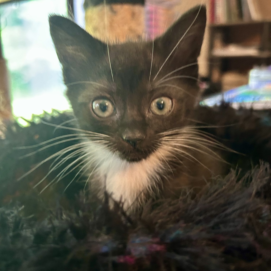 Jicama