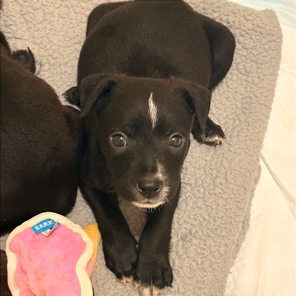 RED VELVET - Mixed Breed (Small) available for adoption