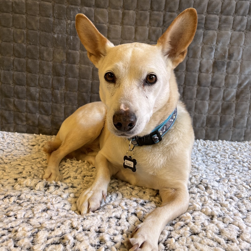 Ferrari 13879 — thumbnail 2