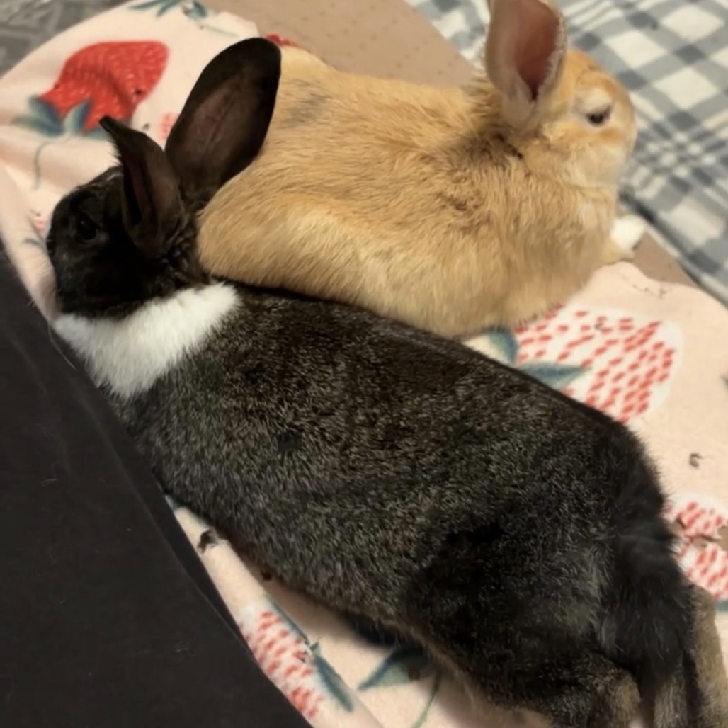 Pepper, photo 4