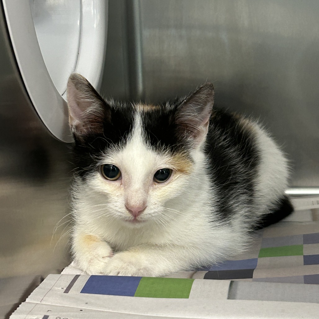 SHORTCAKE - Domestic Shorthair available for adoption