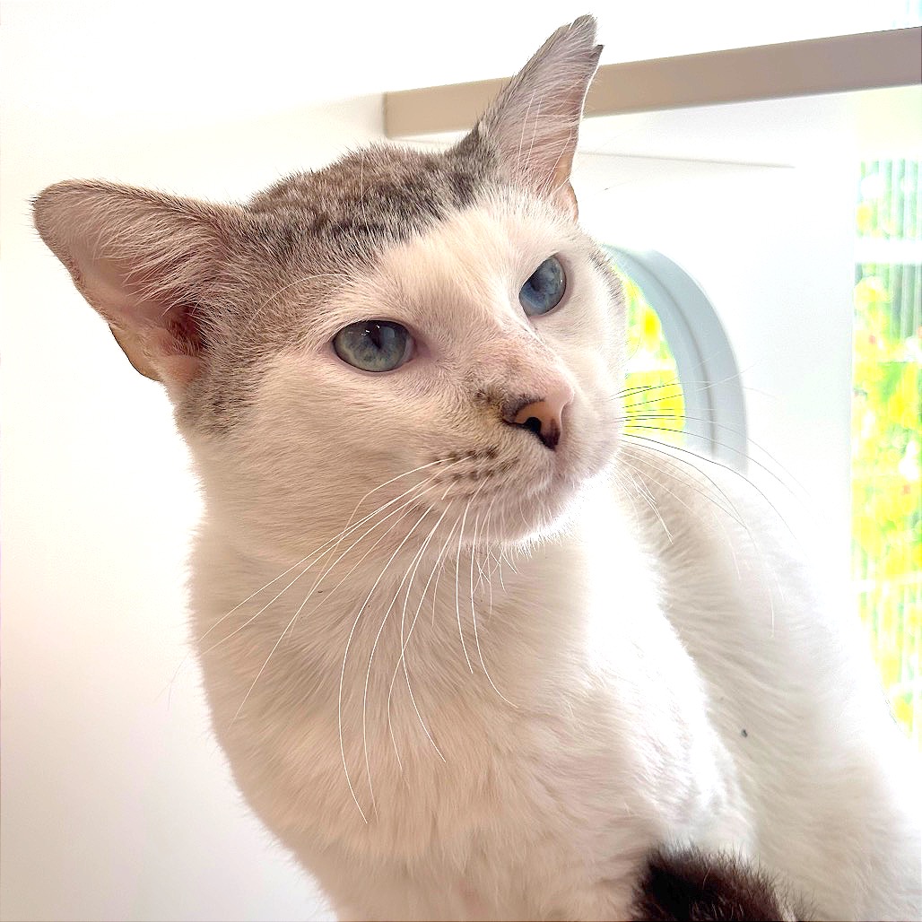 FRANKFURT - Domestic Shorthair / Domestic Shorthair available for adoption
