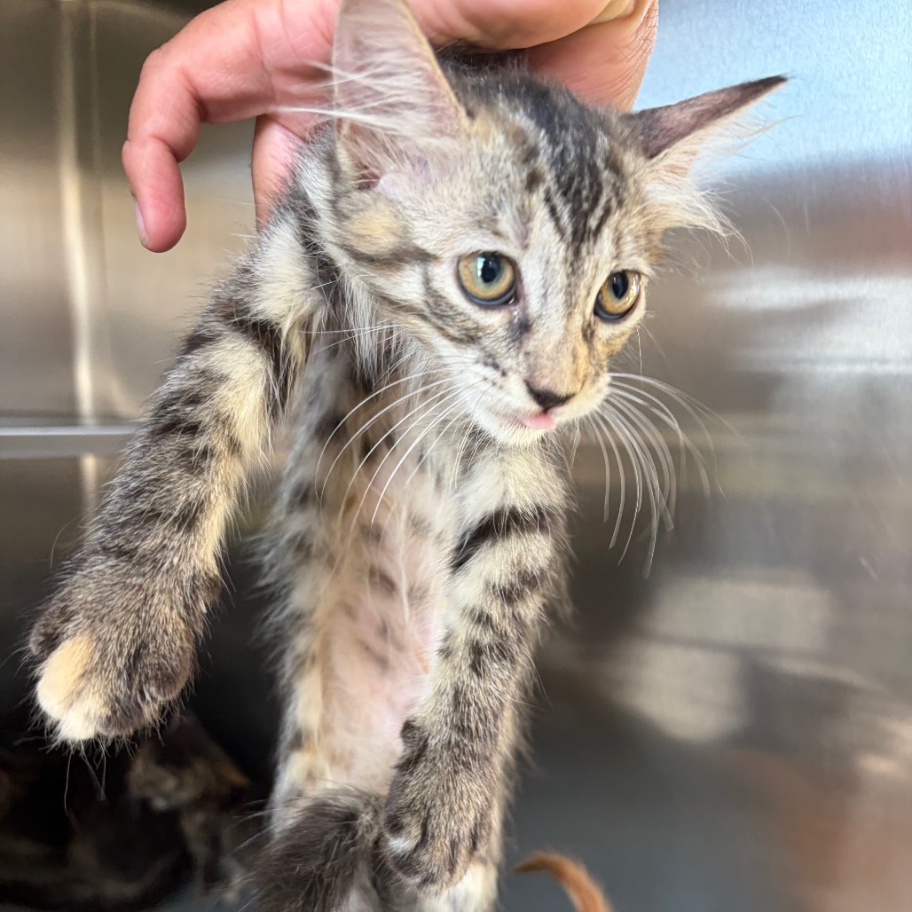 SUE STORM - Domestic Medium Hair available for adoption