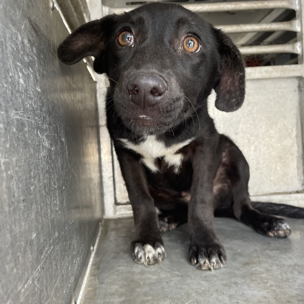 BETTY - Shepherd available for adoption