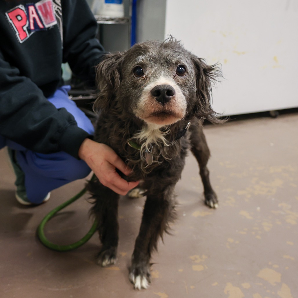 Trusty — thumbnail 2