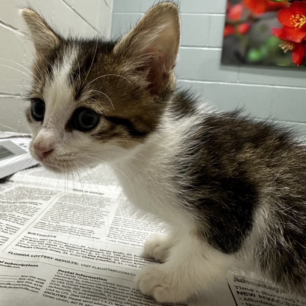 COQUITE - Domestic Shorthair available for adoption