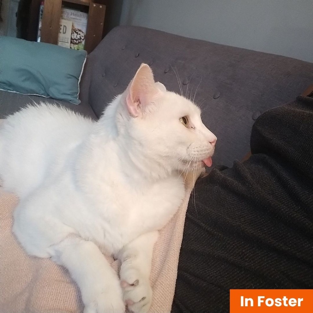 ALPACA - Domestic Shorthair available for adoption