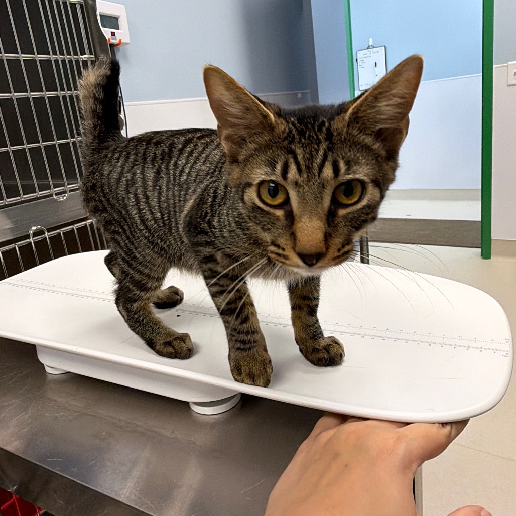 INDIGO BUNTING - Domestic Shorthair available for adoption