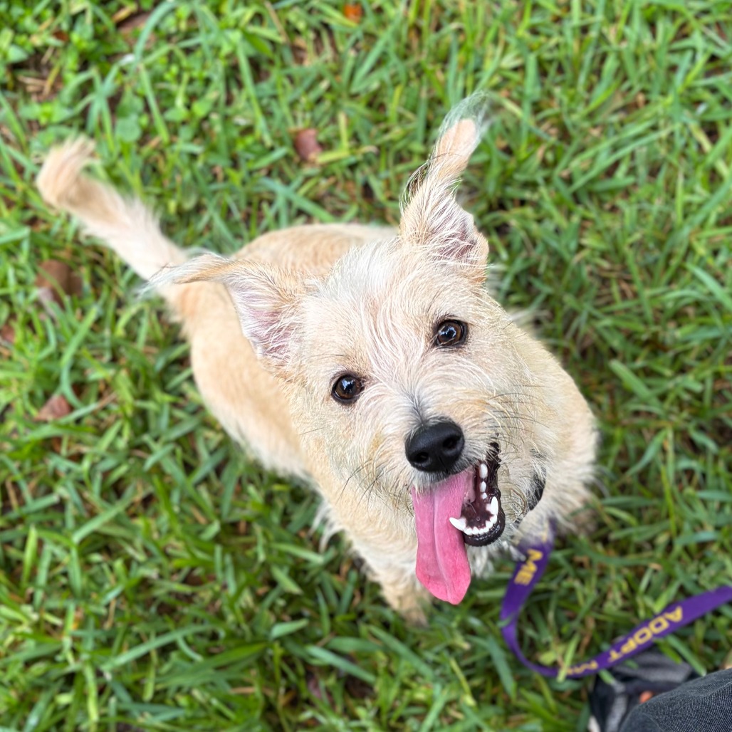 TINA - Terrier, Cairn / Terrier, West Highland White Westie available for adoption
