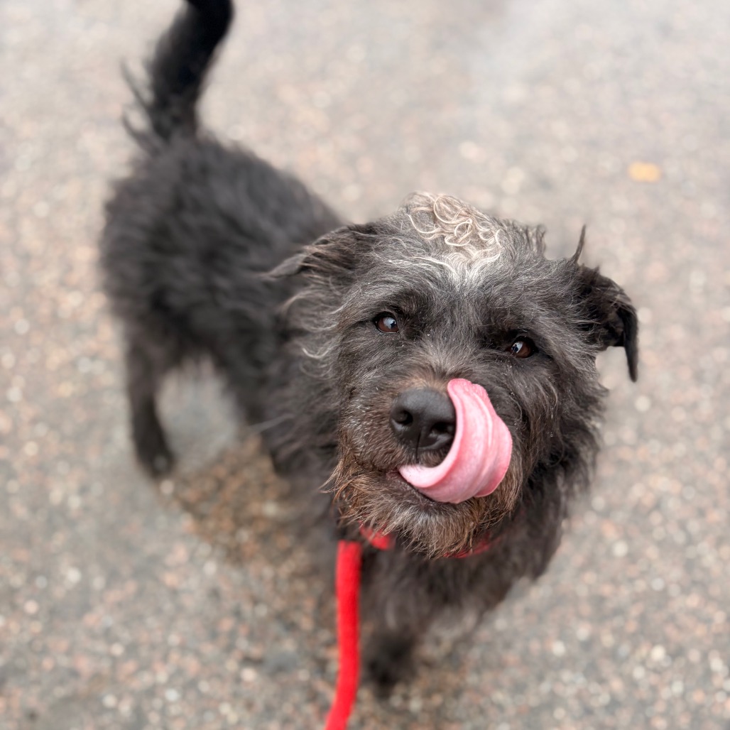 Rally is available for adoption at ACCT Philly