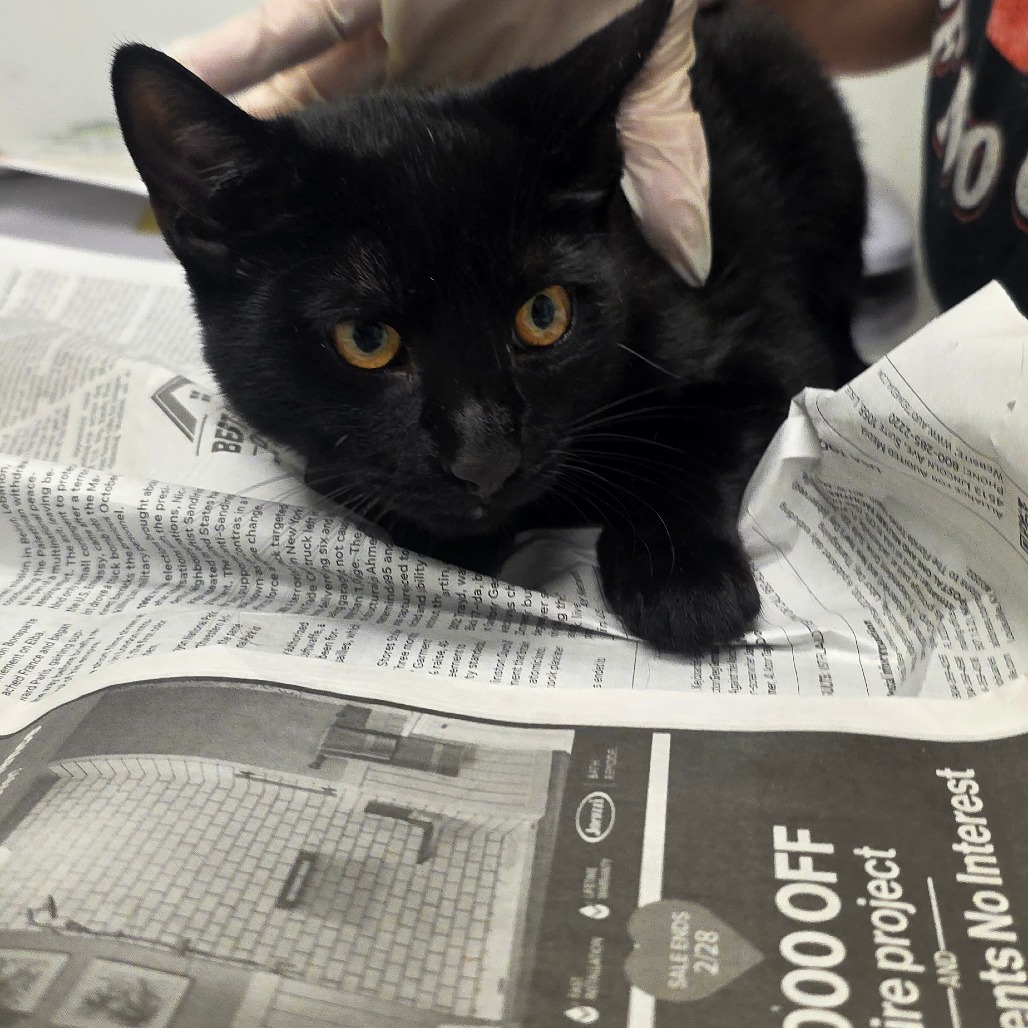 DEPUTY - Domestic Shorthair available for adoption