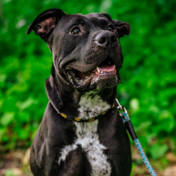 Sterling, available for adoption