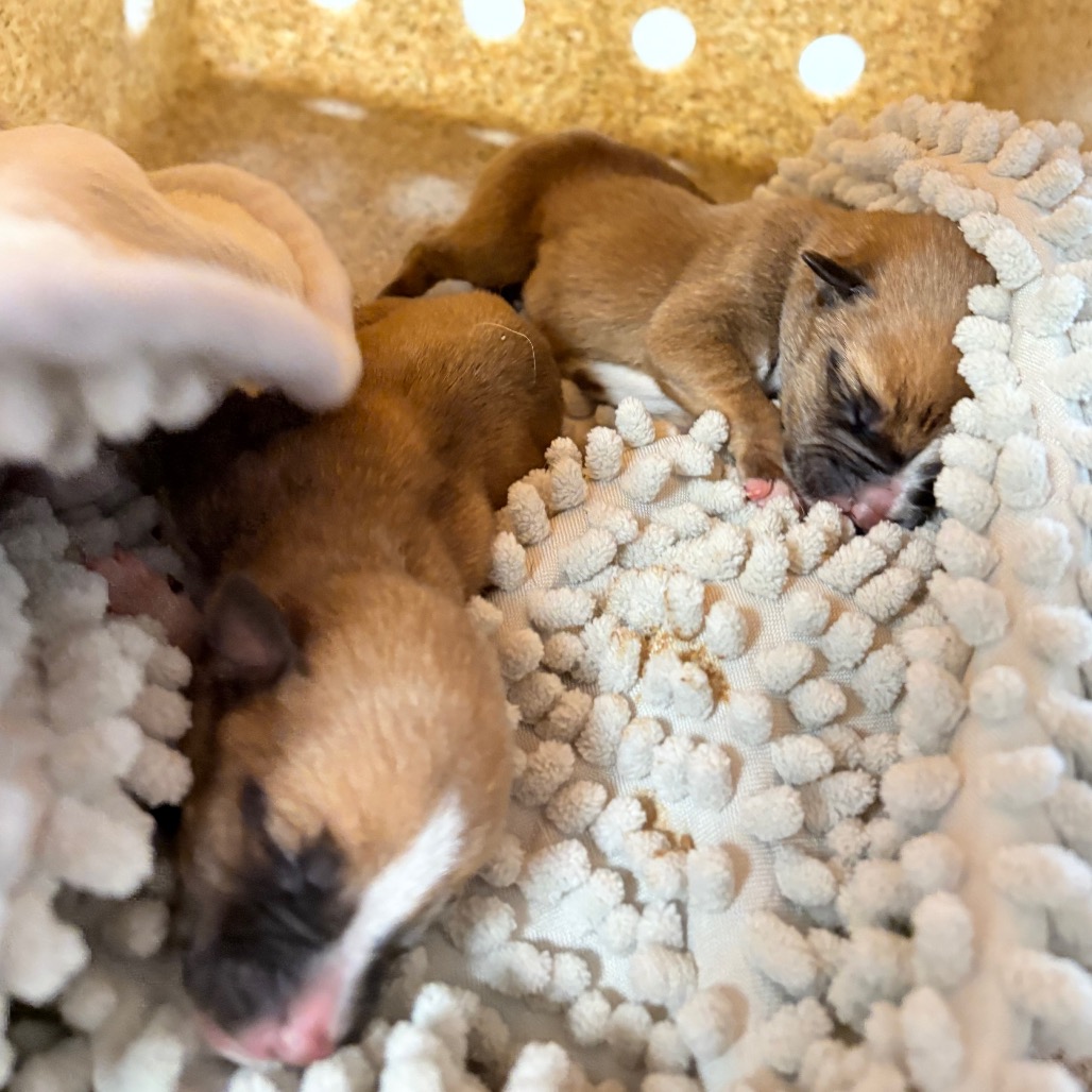 Animal Thumbnail