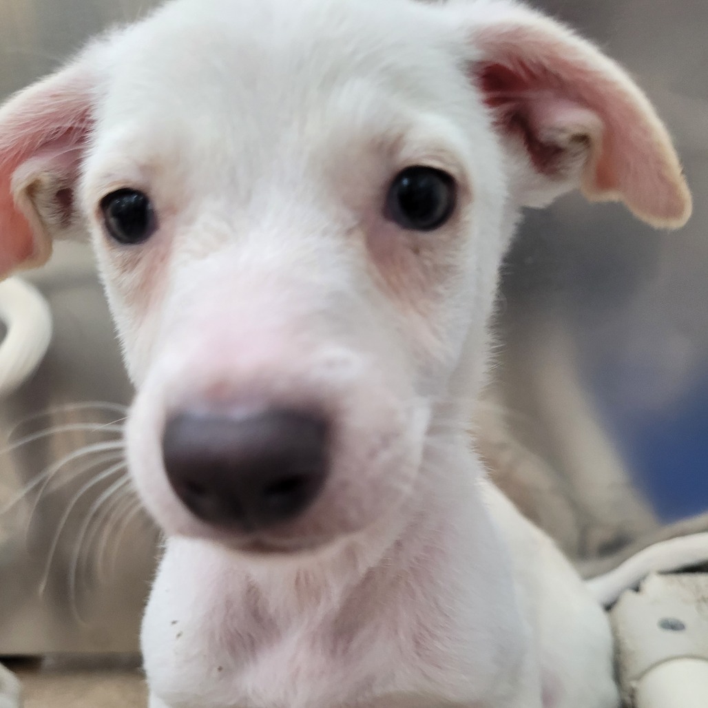 Luan