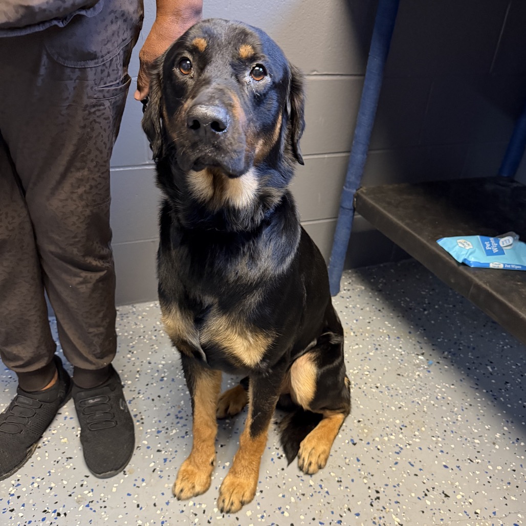 Tusc Stray 84915