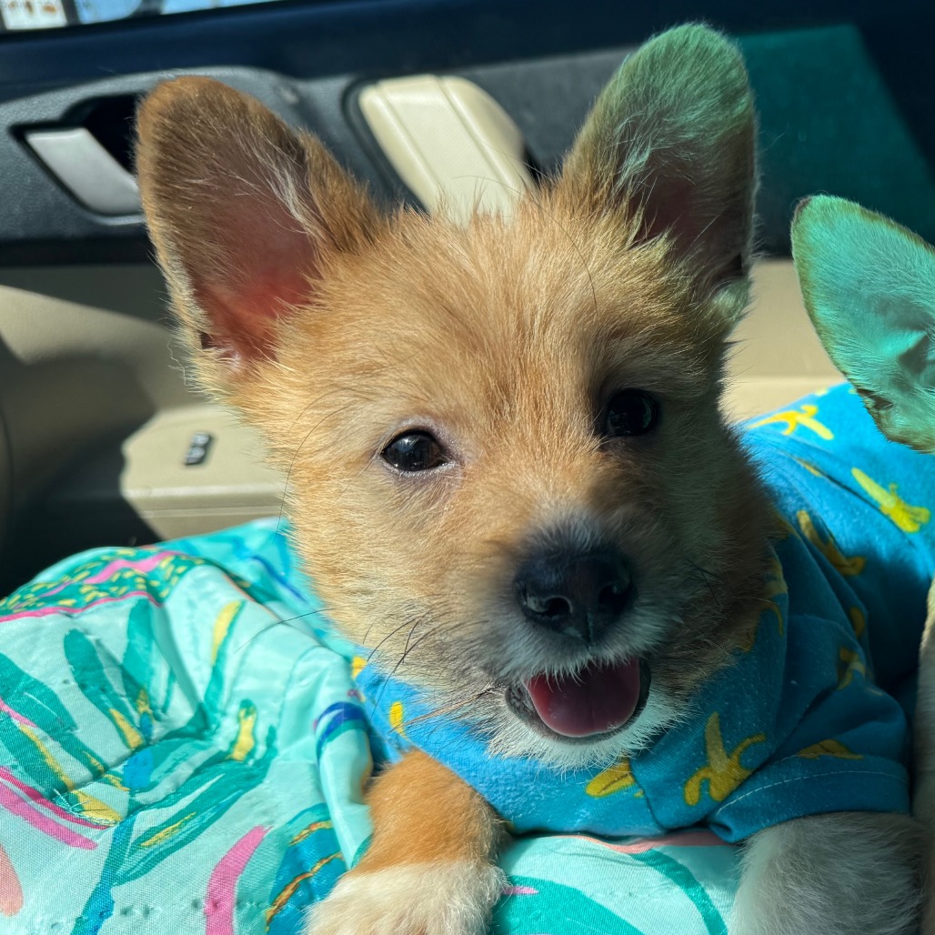 Cheeto is available for adoption at Full Circle Rescue and Sanctuary