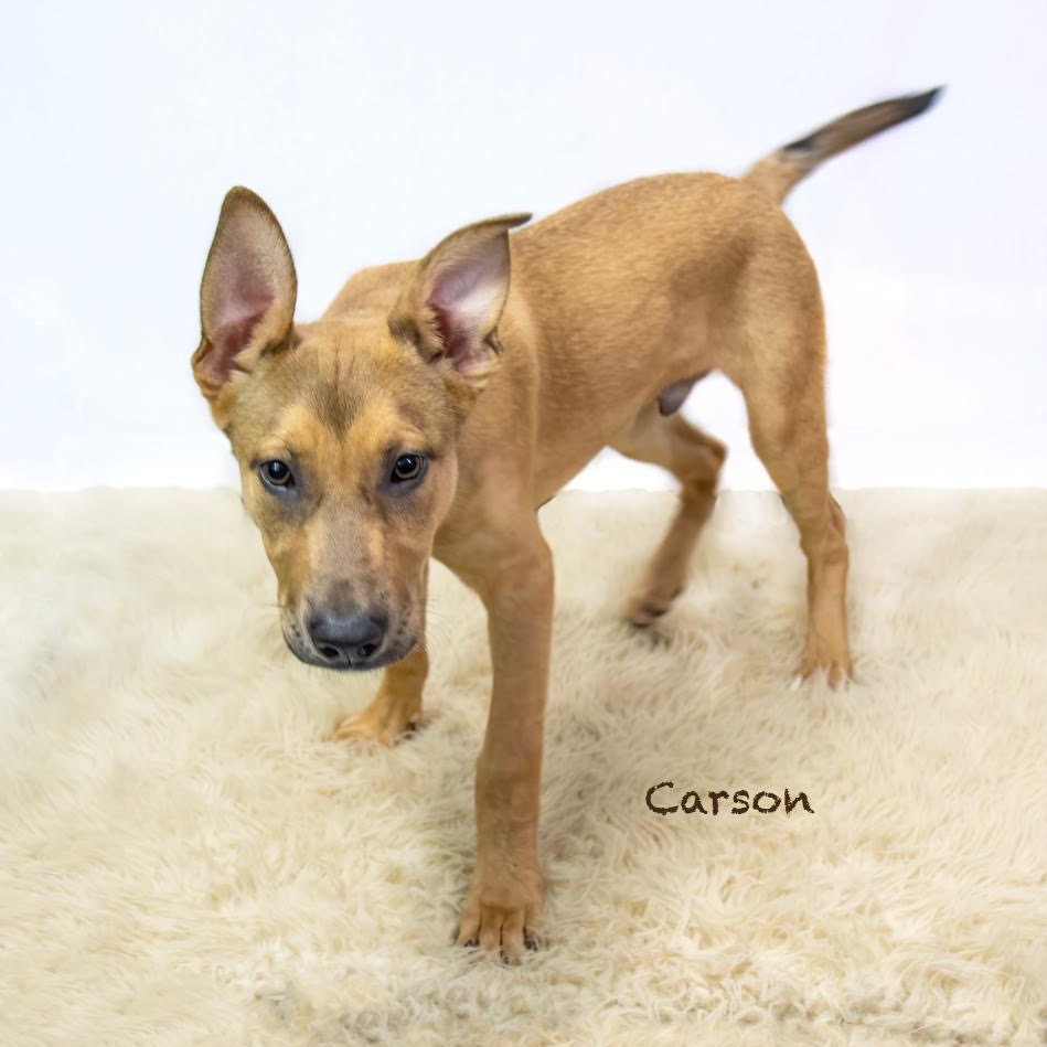 Carson