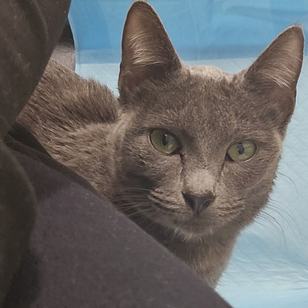 Athena: Female 16 Domestic Shorthair