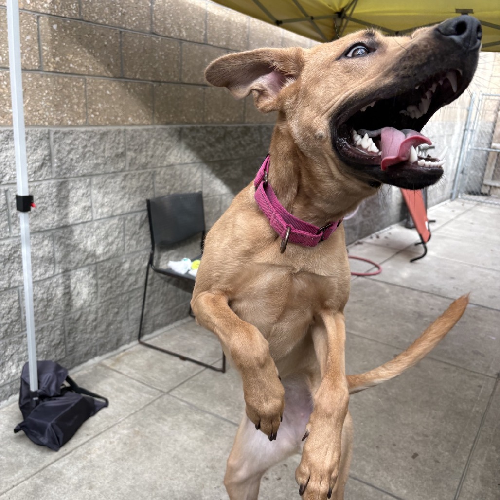 Photo of Artemisia 7