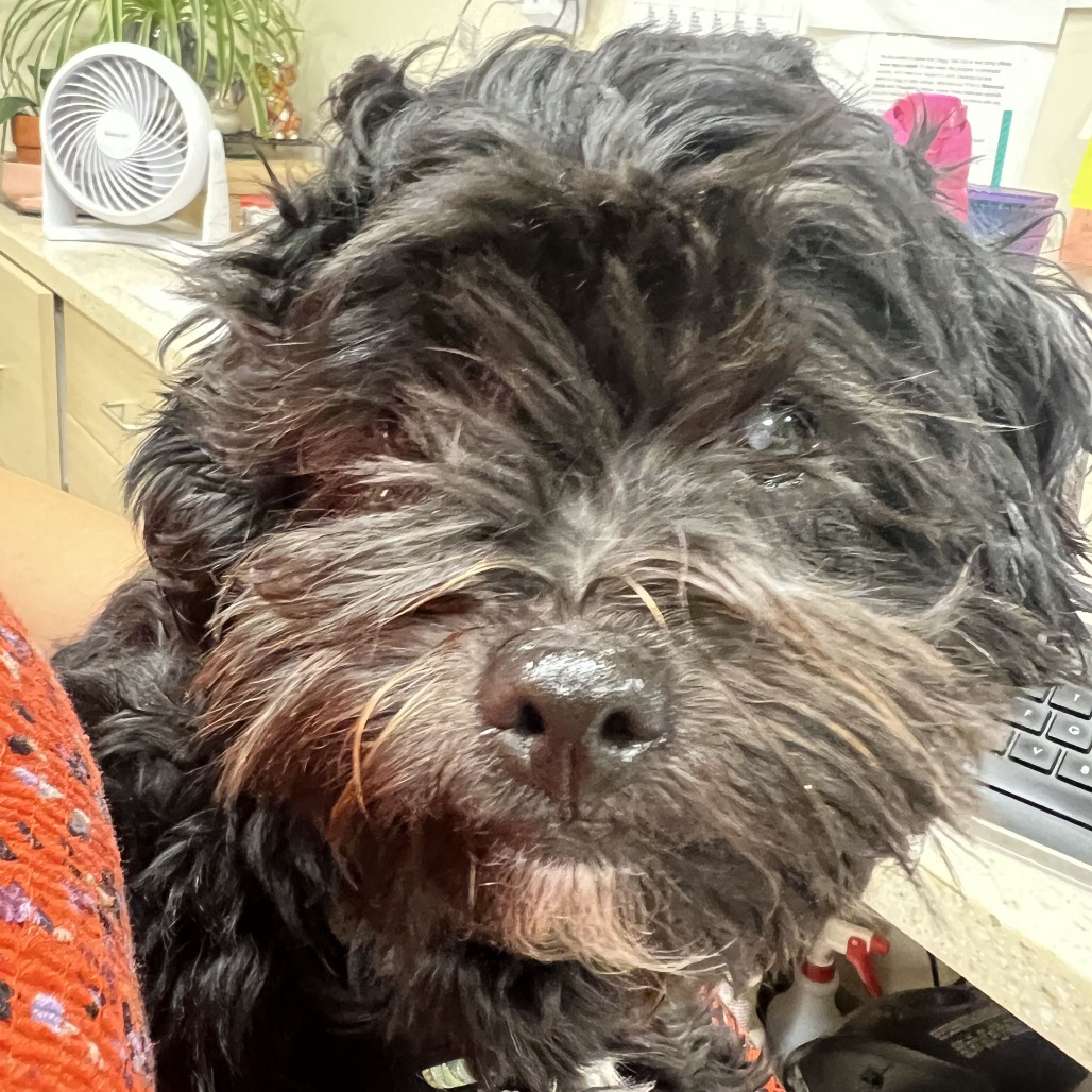 BINX - Mixed Breed (Small) available for adoption