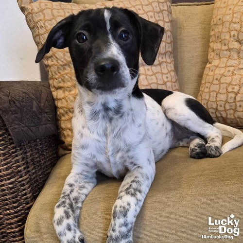 WANDY - Retriever, Labrador / Mix available for adoption
