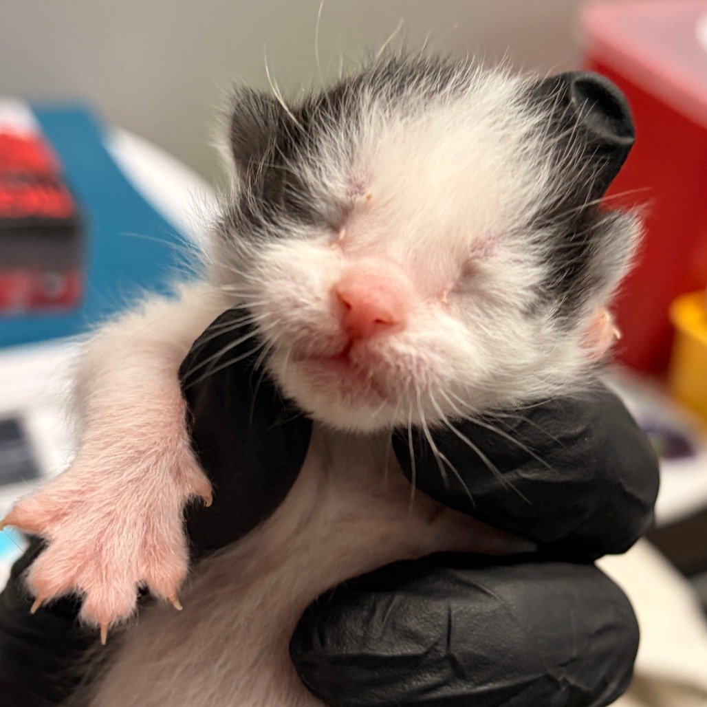 Sebastian — thumbnail 2