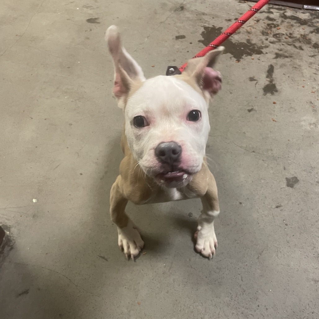 Pit Bull