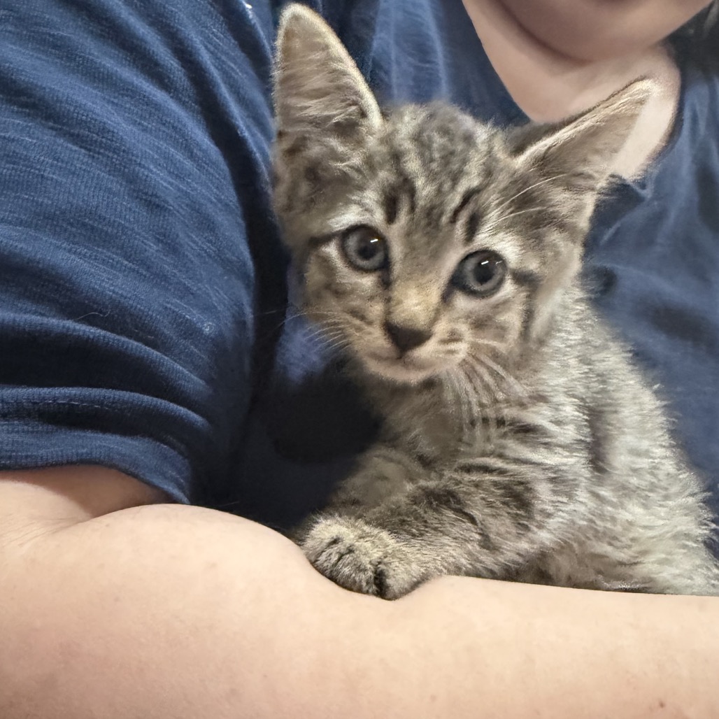 TIGRESS - Domestic Shorthair / Domestic Shorthair available for adoption