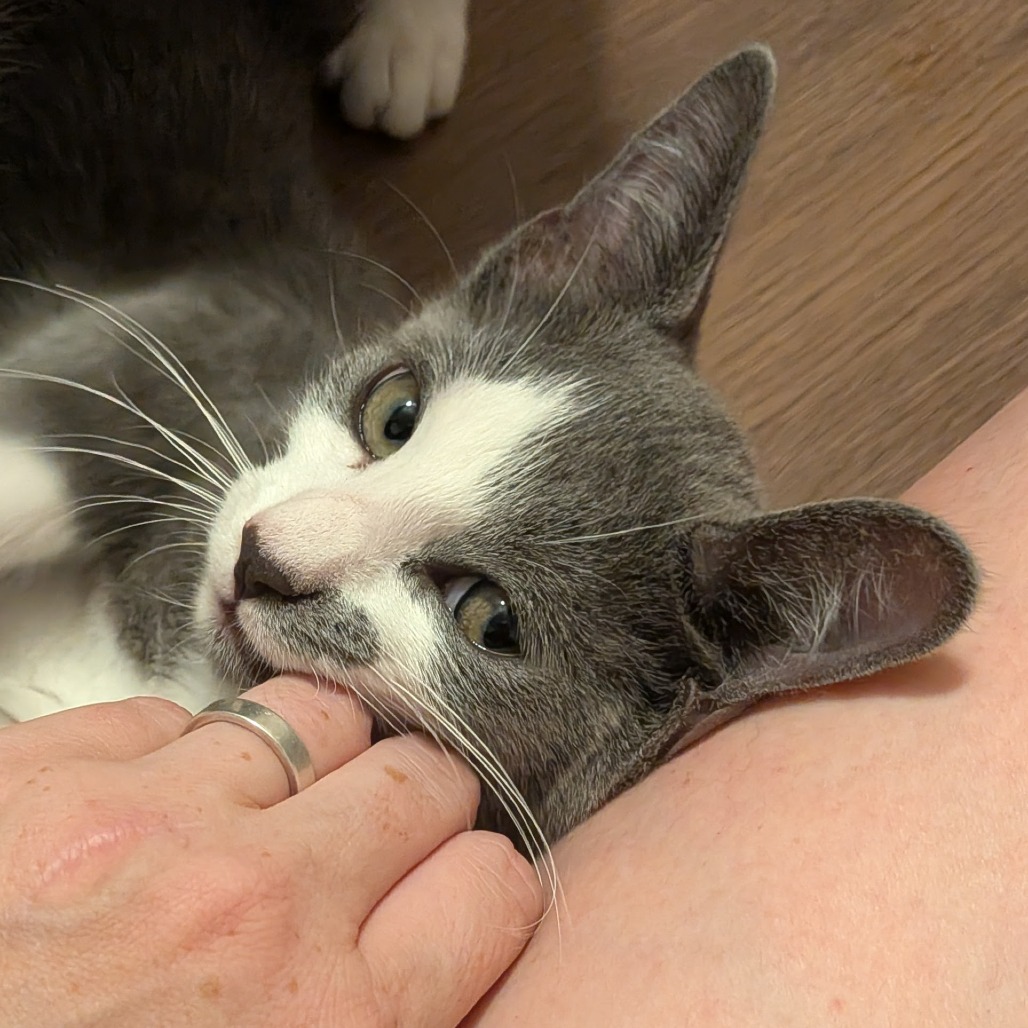 ROSS - Domestic Shorthair available for adoption