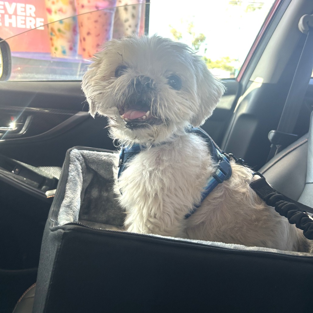 Charlie, photo 12