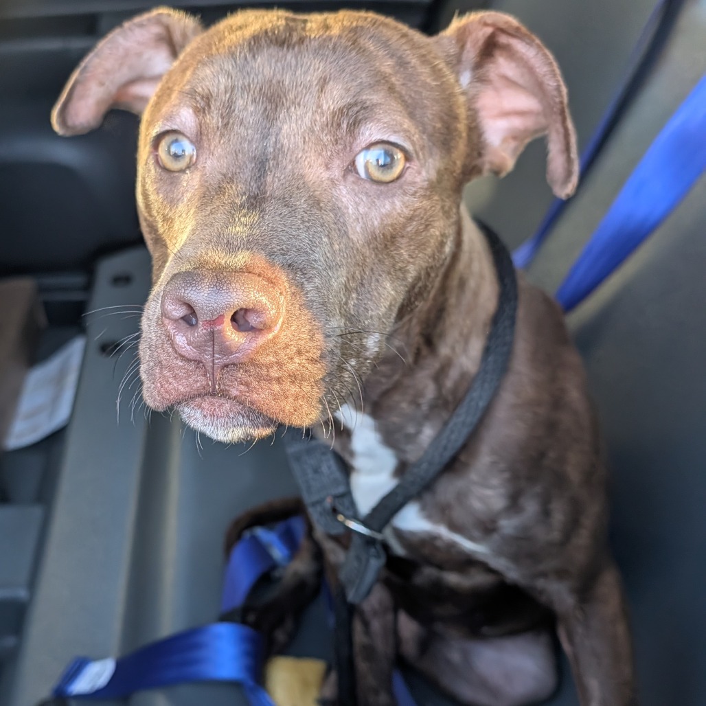 Baretta — thumbnail 3