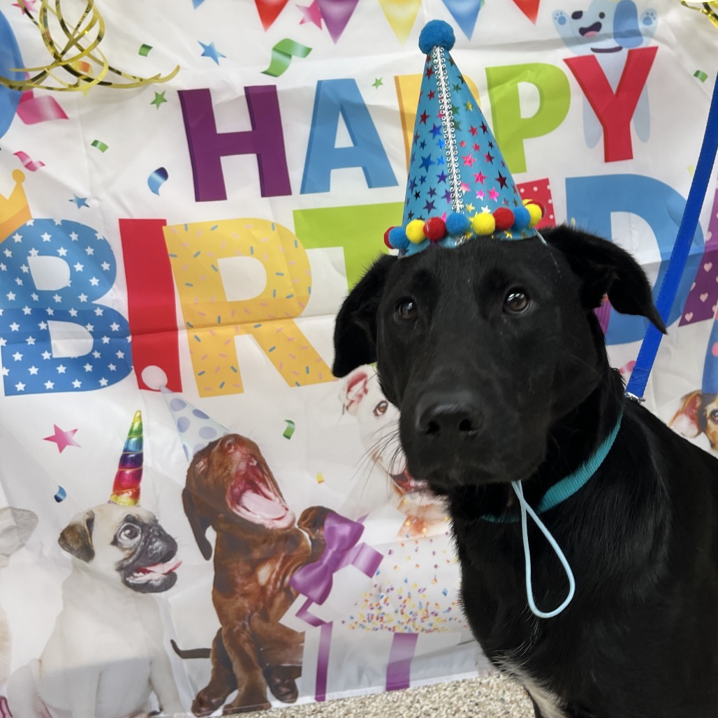 BRUCE - Retriever, Labrador / Mix available for adoption