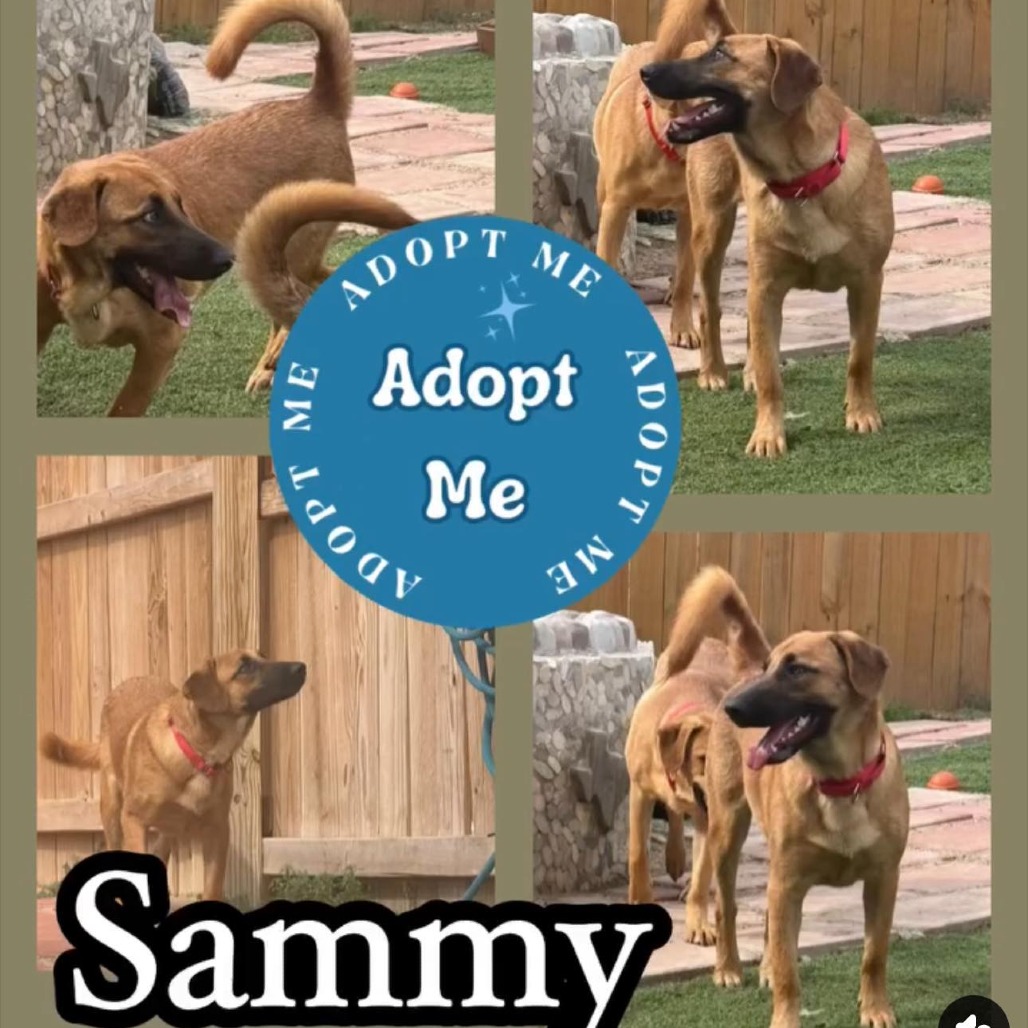 Photo of Cleo/Sammy