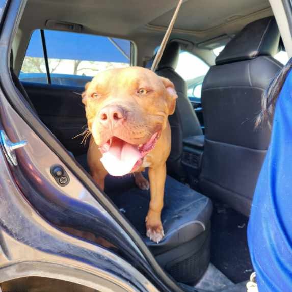 MARRISA - Terrier / Pit Bull available for adoption