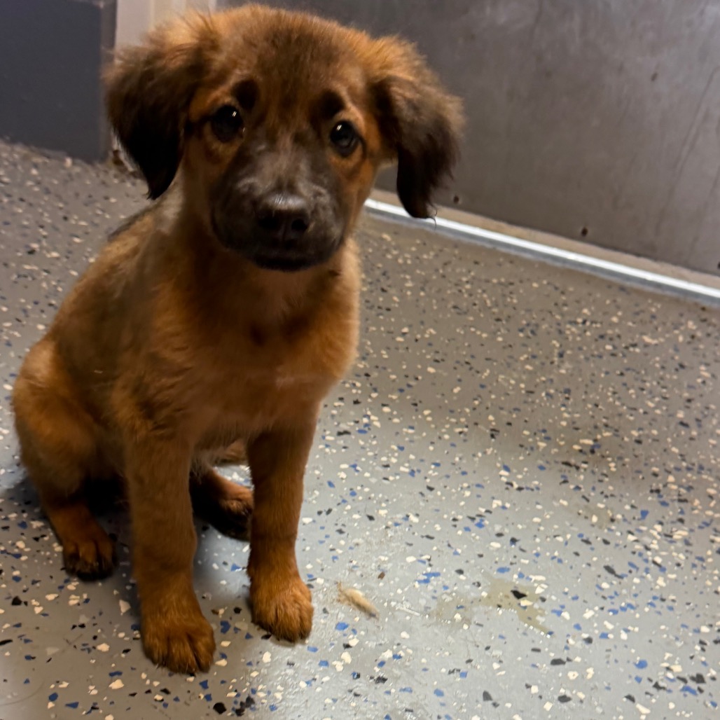  Photo of TUSC-Stray-84949