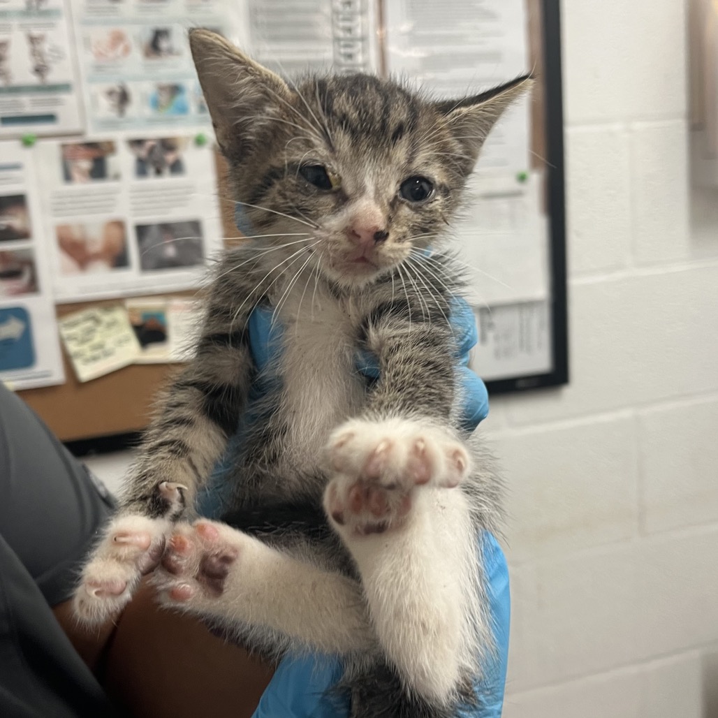TAZ - Domestic Shorthair available for adoption