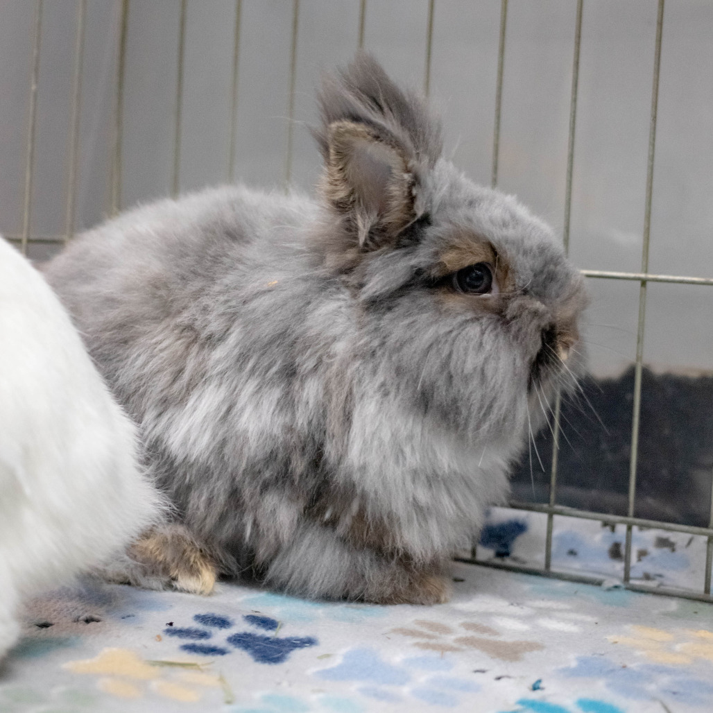 Chowder (bonded with Penny), photo 4