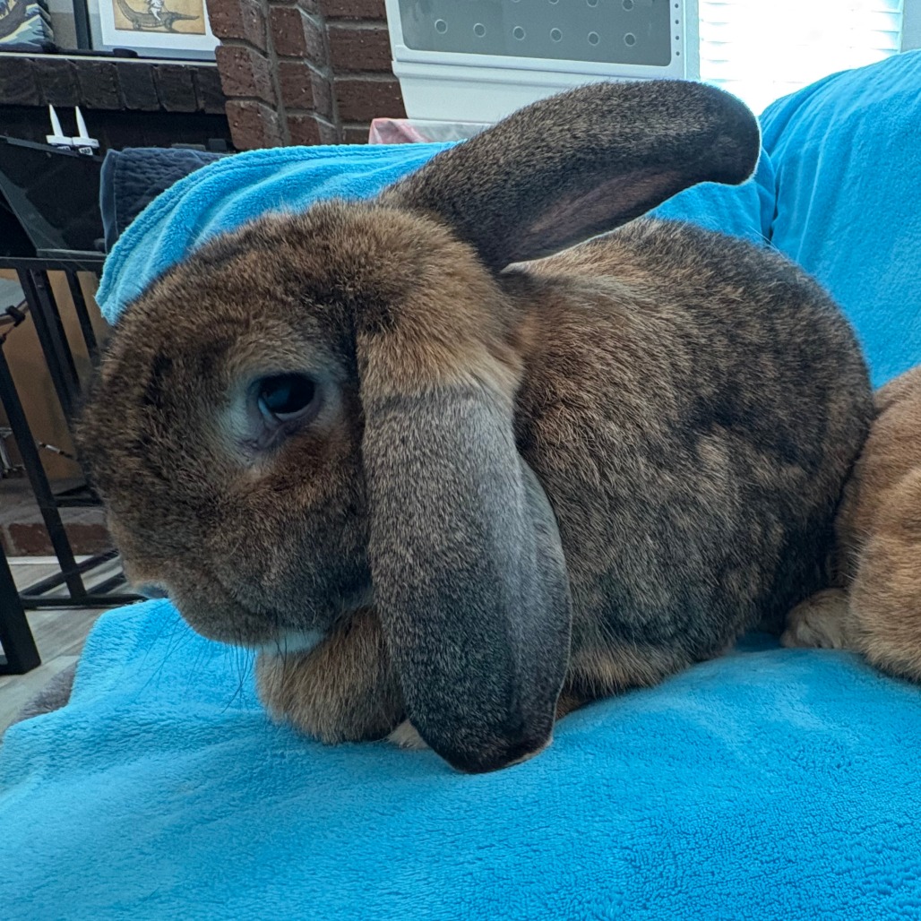 Winston, photo 2